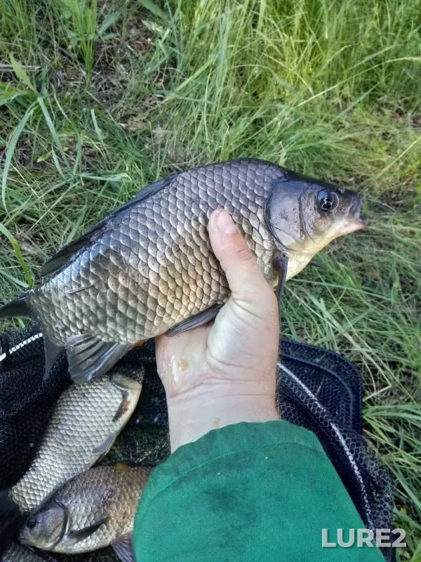 Crucian carp — Bolshakovskiy, Jun 04, 2019