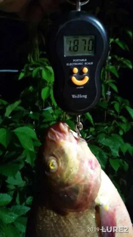 Bream — Matyra, Jun 02, 2019