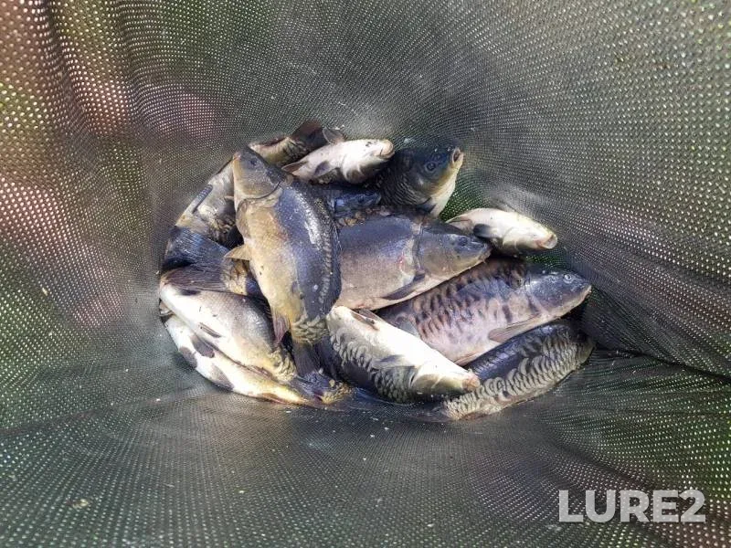 Carp — Lukavka, Jun 02, 2019