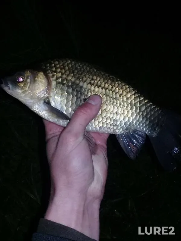 Crucian carp — Dvurechka, May 24, 2019