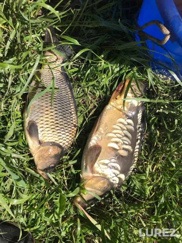 Carp — Lukavka, May 21, 2019