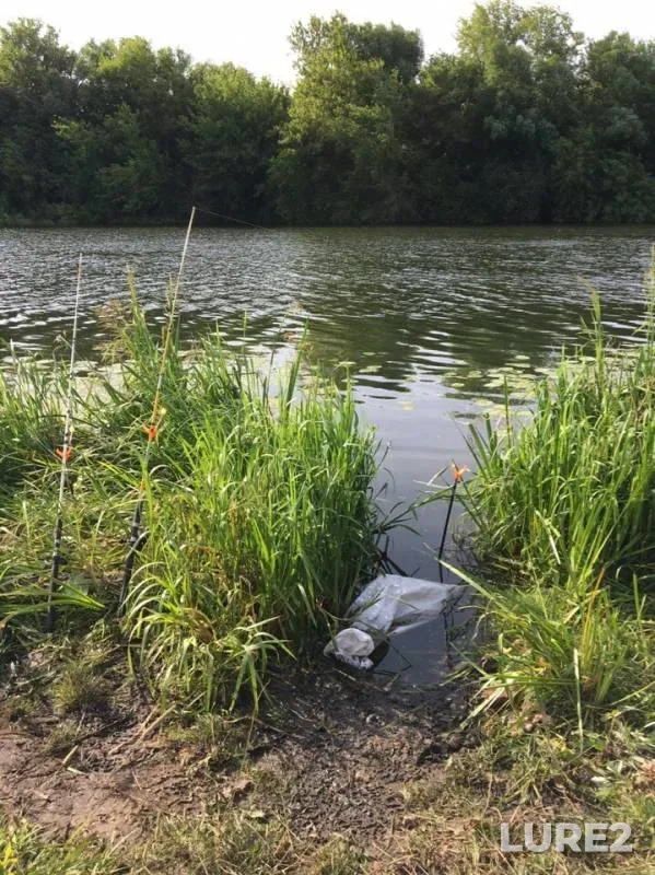 Bream — Don, Jul 03, 2019