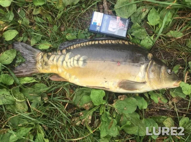Carp — Lipetskaya oblast, Jul 06, 2019