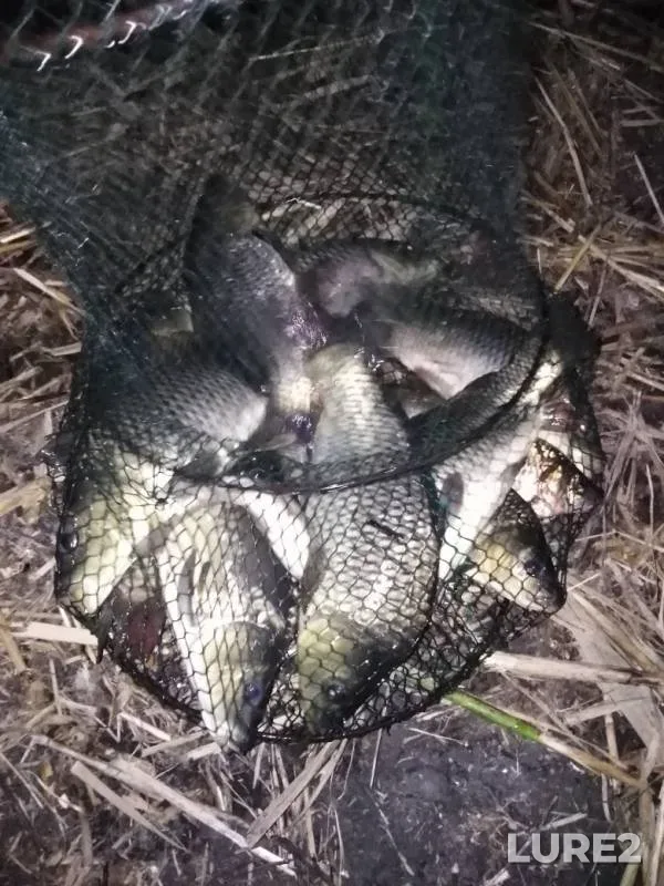 Carp, Crucian carp — Lipetskaya oblast, Jul 14, 2019