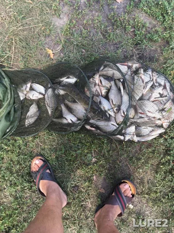 Bream, Zander — Matyra, Jul 21, 2019