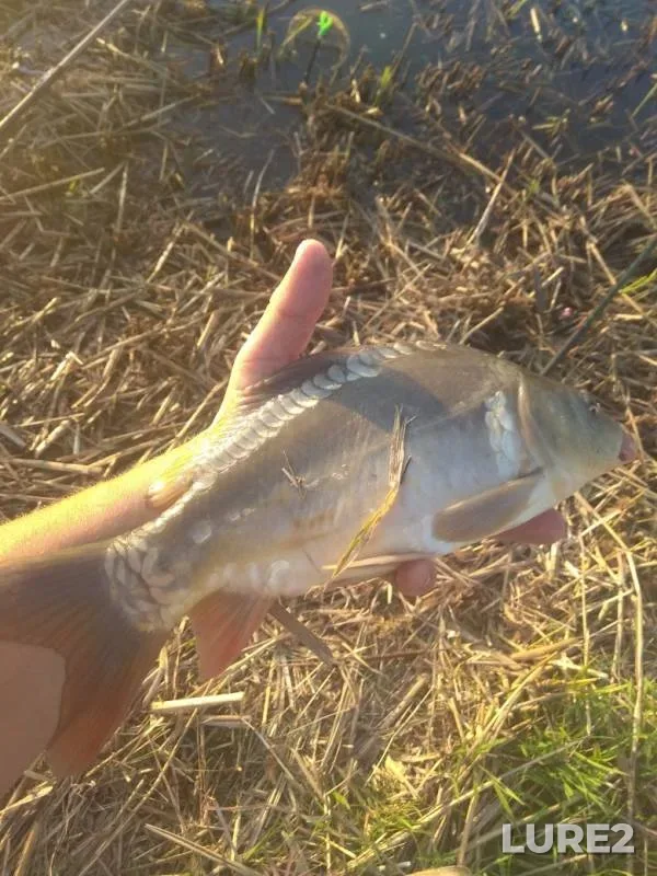 Carp — Lipetskaya oblast, Jul 29, 2019