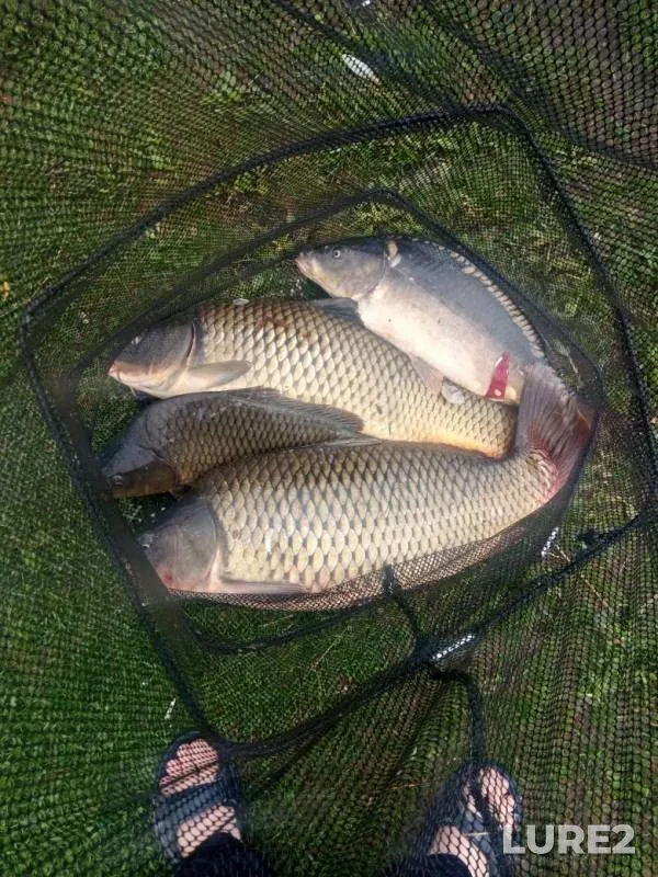 Carp — Nikolaveskiy platnik, Jul 29, 2019