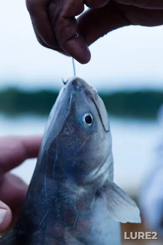 Blue catfish — Rappahannock River, Nov 25, 2017