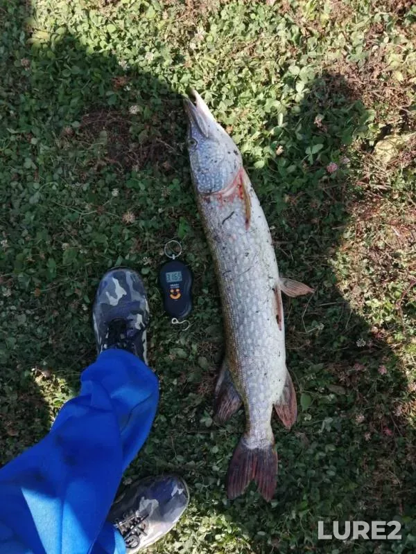 Pike — Lipetskaya oblast, Aug 30, 2019