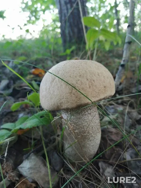 Pike — Teplinskiy, Sep 01, 2019