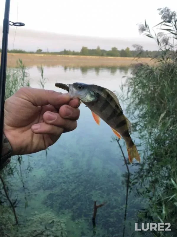Perch — Matyrskoye, Sep 01, 2019