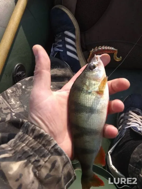 Perch — Matyrskoye, Sep 07, 2019