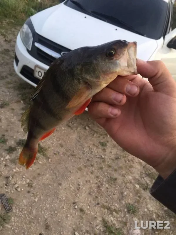 Perch, Pike — Don, Sep 17, 2019