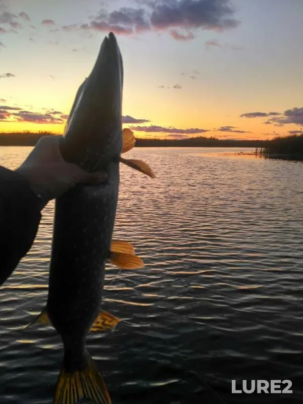 Pike — Voronezh, Sep 23, 2019