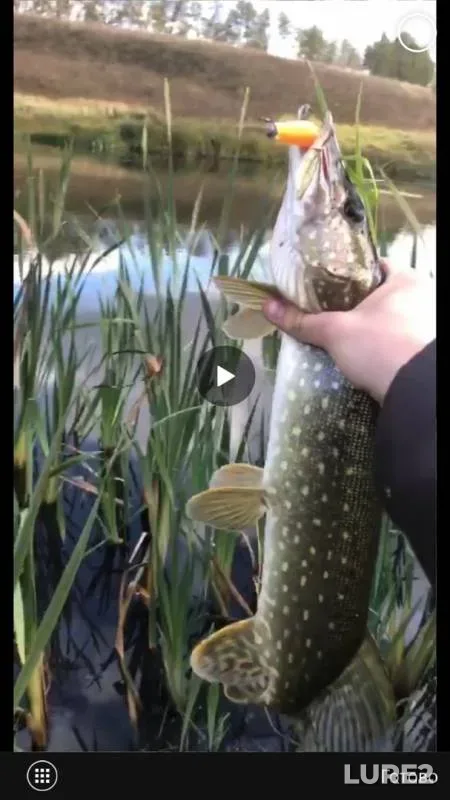 Pike — Lipetskaya oblast, Sep 25, 2019