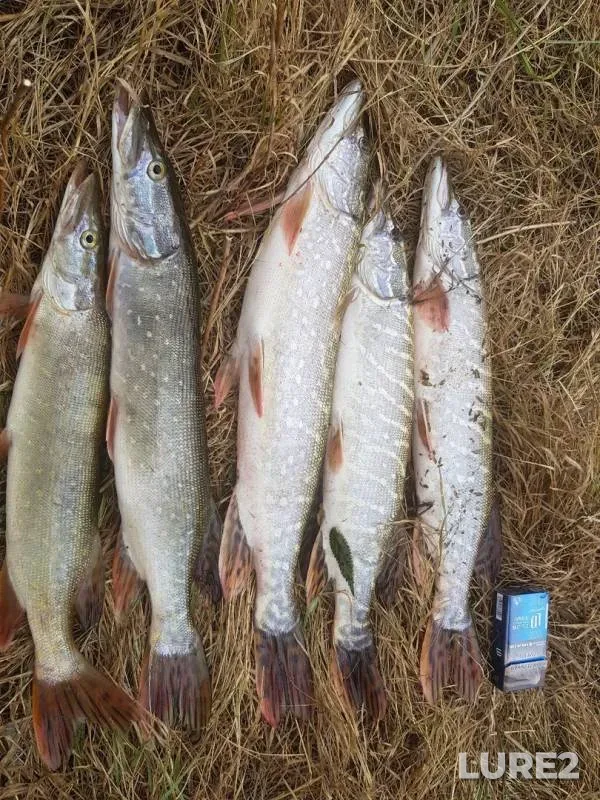 Pike — Don, Sep 25, 2019