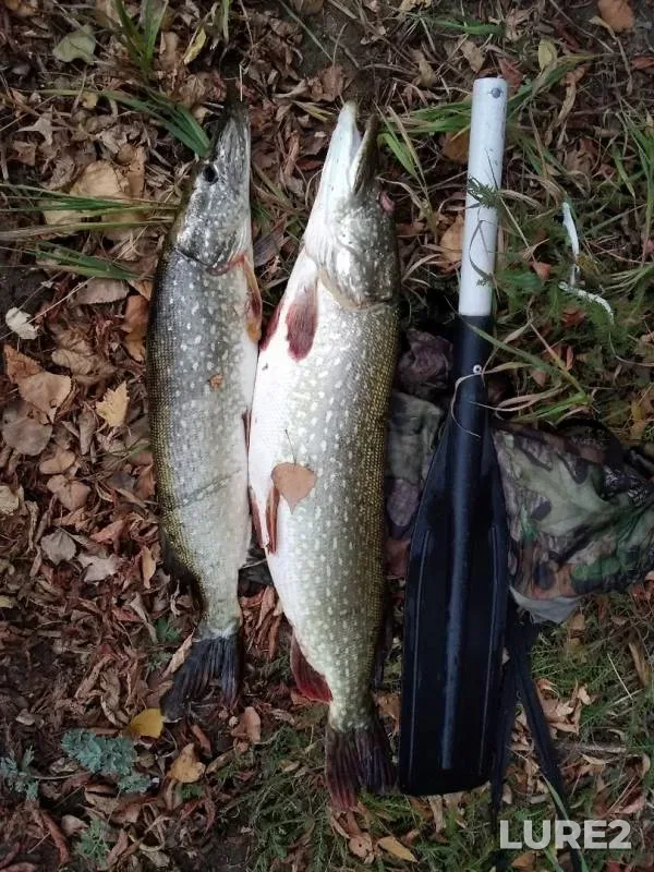 Pike — Matyrskoye, Sep 28, 2019