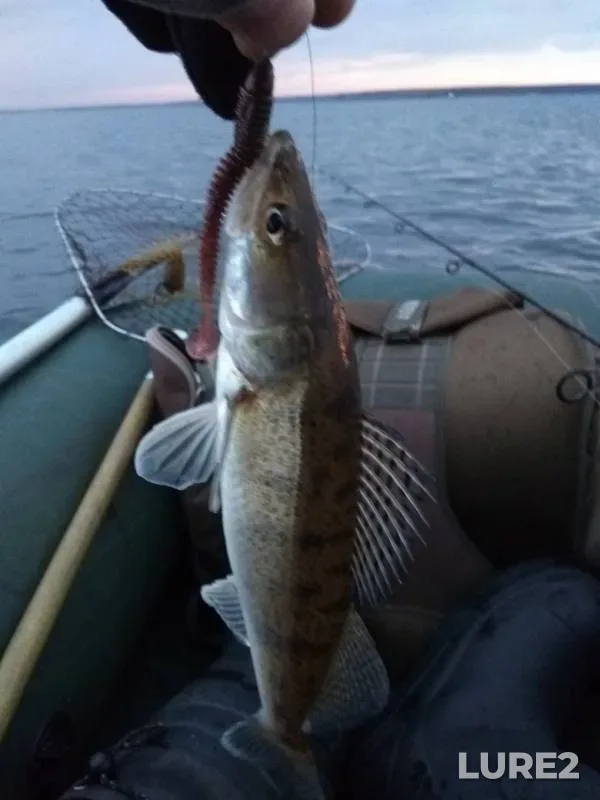 Perch, Zander — Matyrskoye, Oct 09, 2019