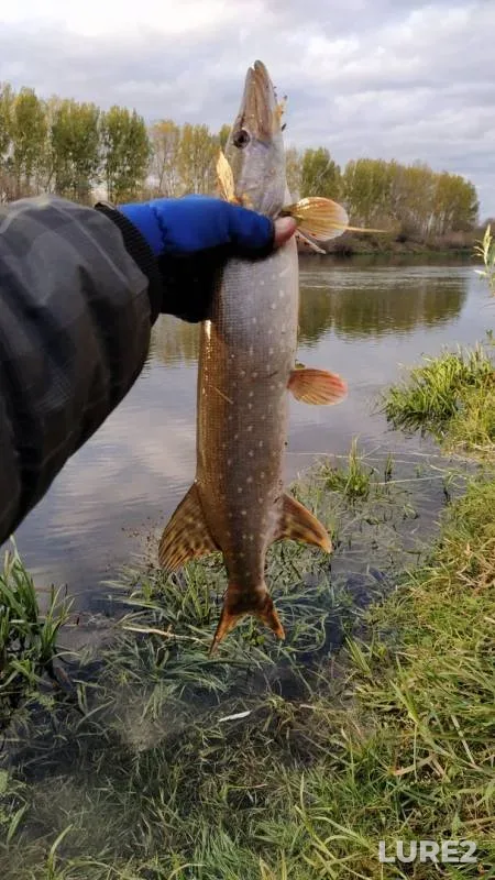 Pike — Don, Oct 11, 2019