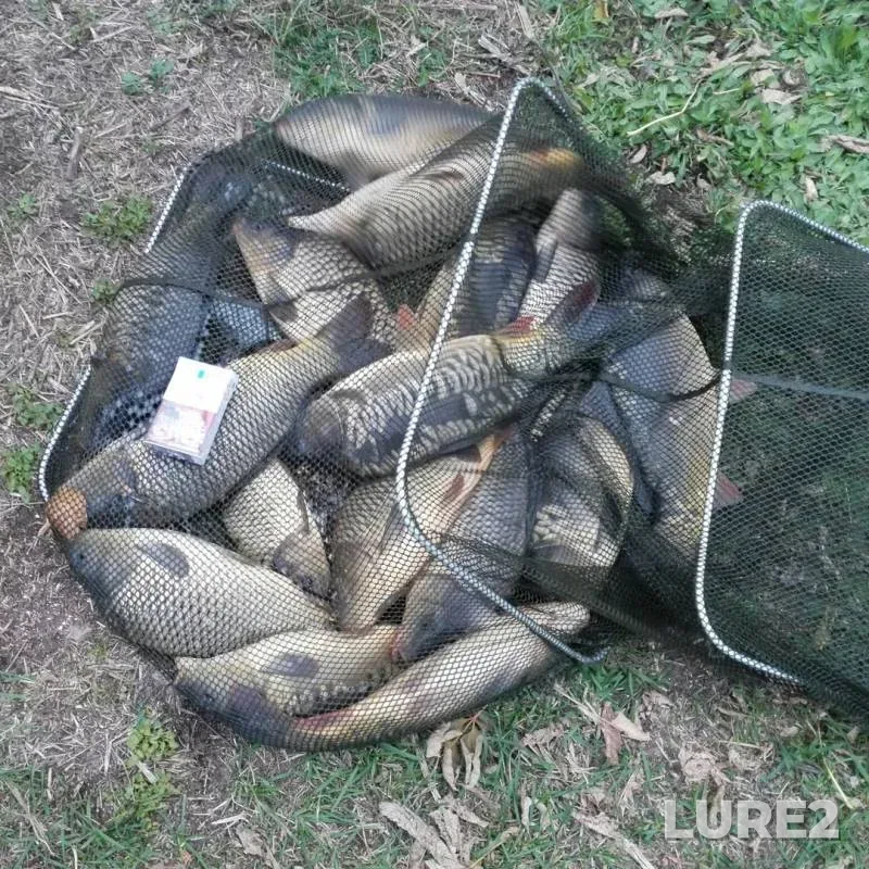 Carp — Matyra, Oct 14, 2019