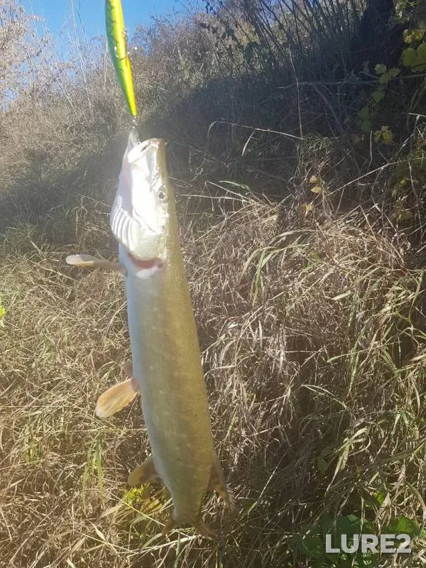 Pike — Don, Oct 16, 2019