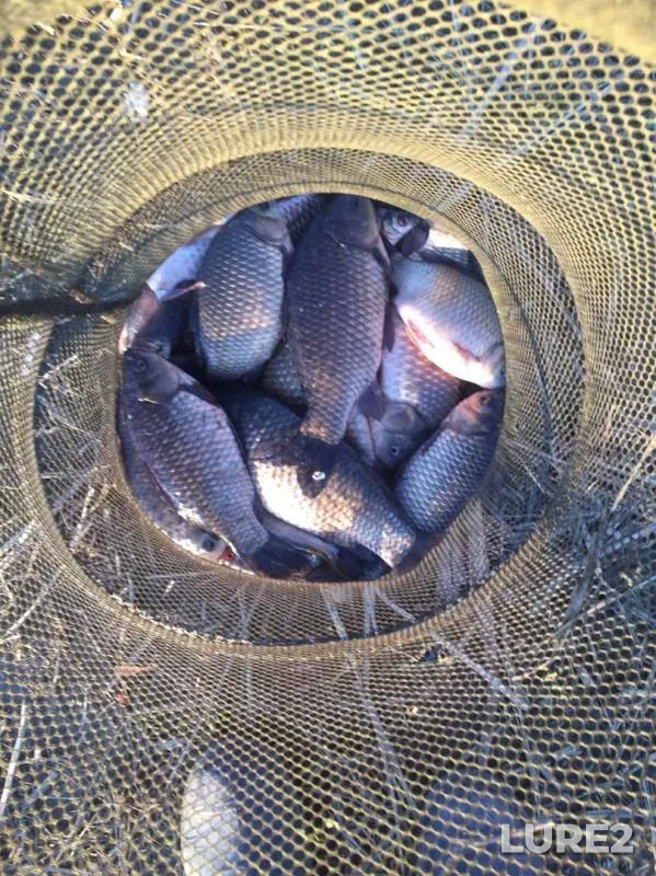 Crucian carp — Belyy Kolodez, Oct 16, 2019