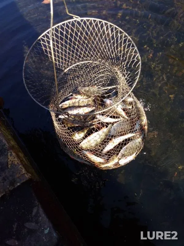 Perch — Matyra, Oct 20, 2019