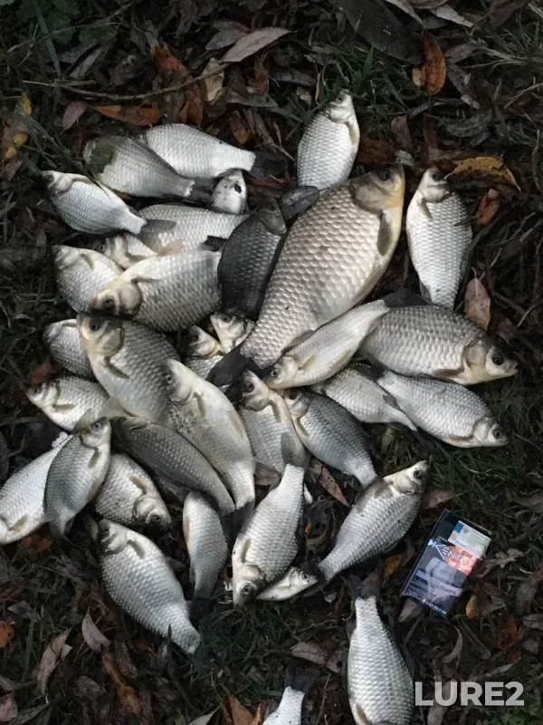 Crucian carp — Matryonka, Oct 23, 2019