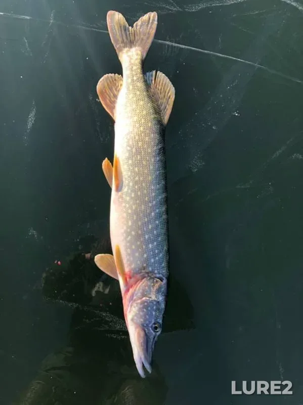Pike — Kurskaya oblast, Nov 24, 2019