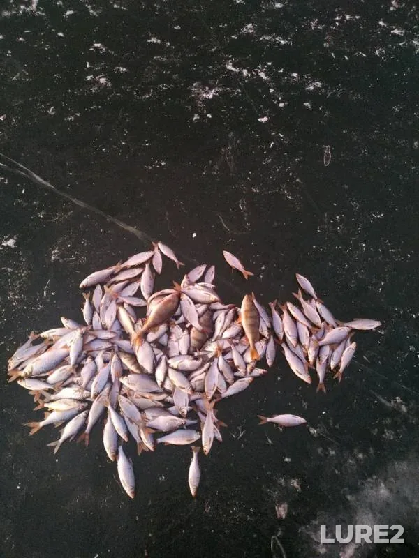 Perch, Roach — Voronezh, Nov 25, 2019