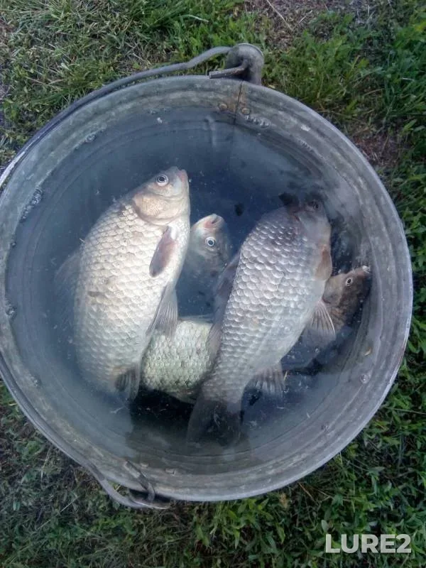 Crucian carp — Manina, Oct 08, 2019