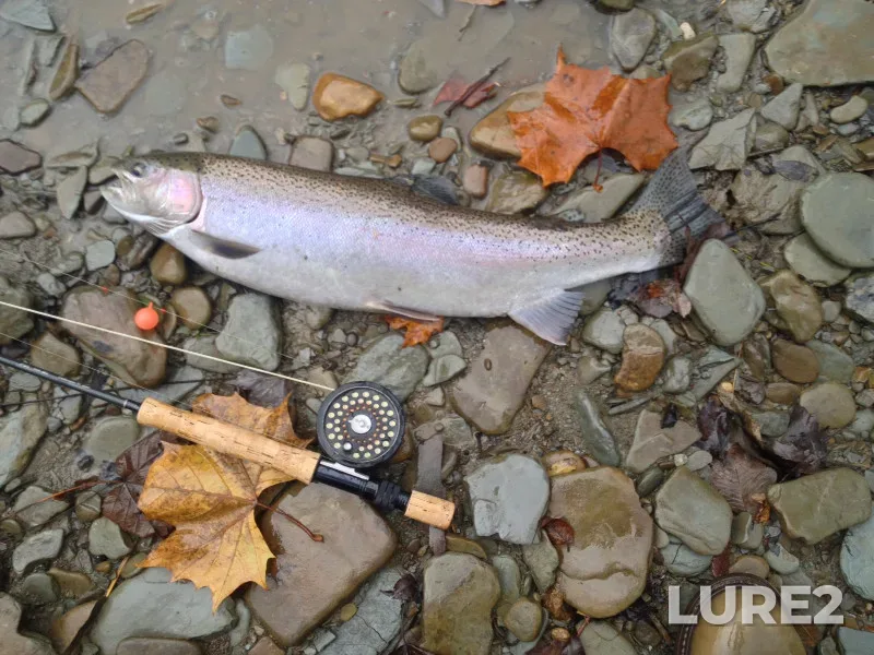 Steelhead — Pennsylvania, Erie County, Oct 22, 2018