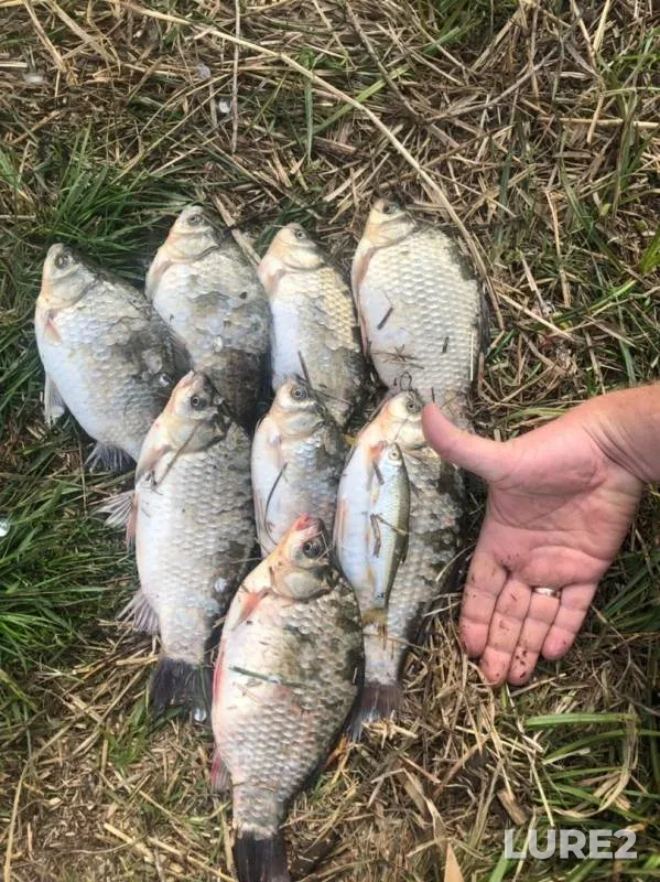 Crucian carp — Karaguz, Sep 15, 2019