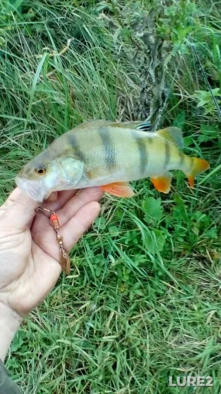 Perch, Pike — Neyva, Sep 16, 2019