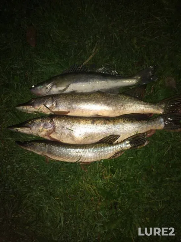 Pike, Zander — Nitsa, Sep 21, 2019