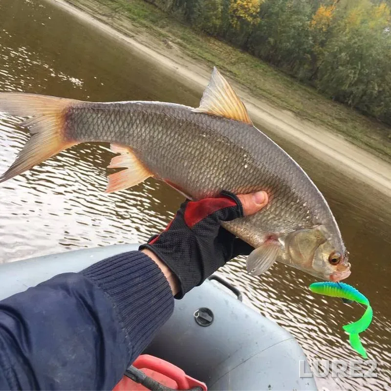 Asp, Perch — protoka Nizhnyaya Krivaya, Sep 25, 2019