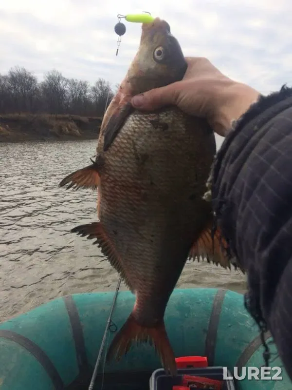 Bream — Nitsa, Oct 26, 2019
