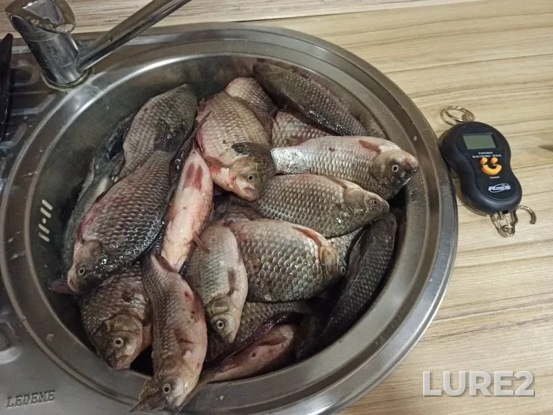 Crucian carp — Kurganskaya oblast, Nov 28, 2019