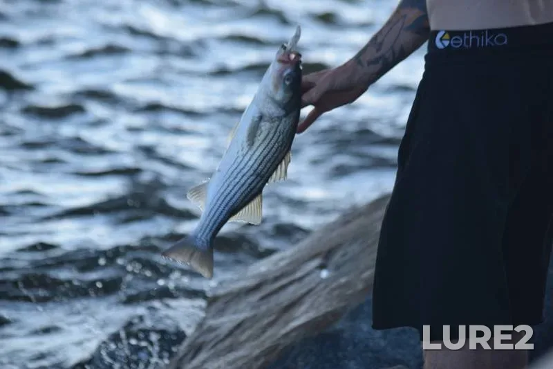 Striped bass — Indian River Bay, Nov 12, 2017