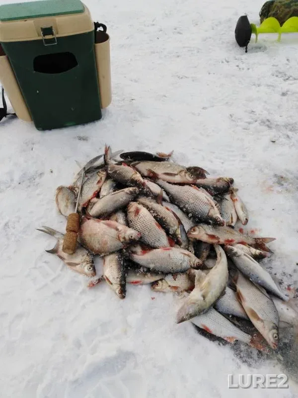 Bream, Roach — Marya, Nov 25, 2019