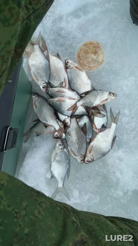 White bream — Respublika Tatarstan, Mar 24, 2019