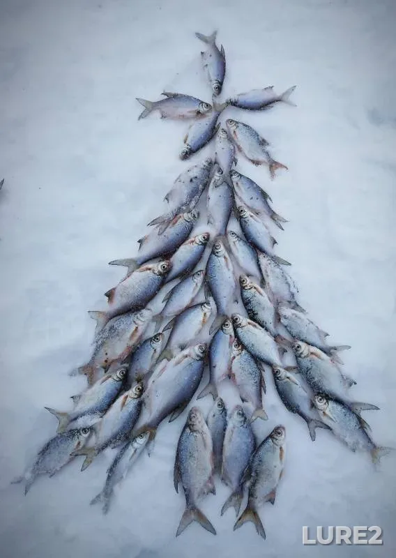 Roach — Respublika Tatarstan, Dec 22, 2018