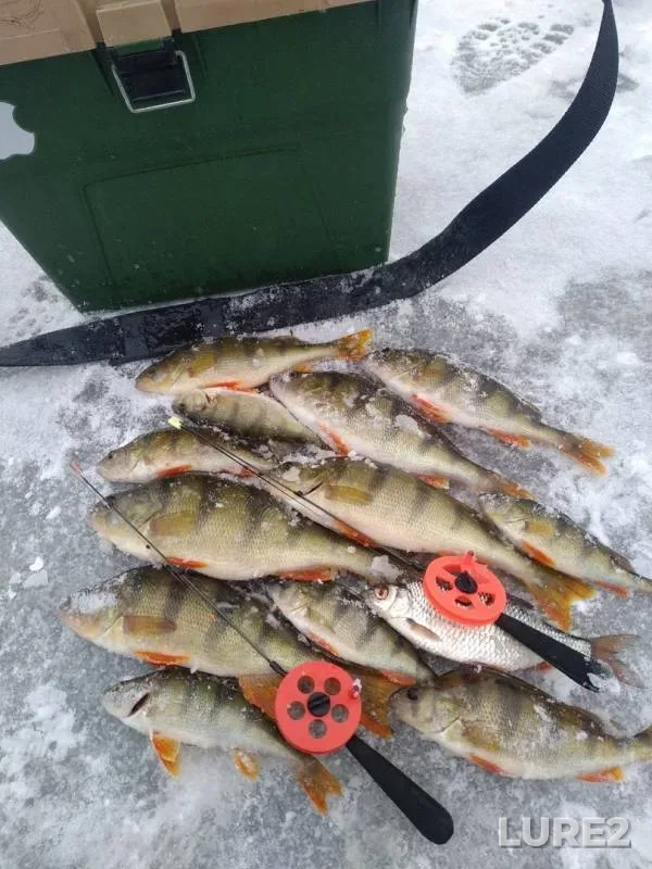 Perch, Roach — Leba, Nov 04, 2019