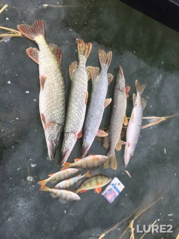 Perch, Pike — Shablish, Nov 10, 2019