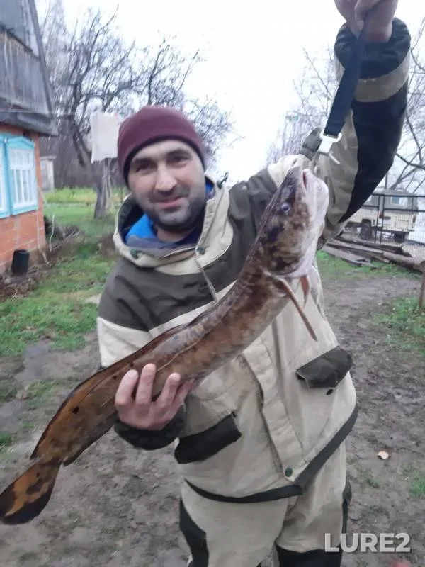 Pike — Kuybyshevskoye, Nov 12, 2019