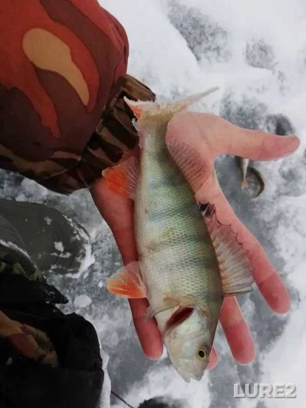Perch — Verkhnemakarovskiy, Nov 15, 2019