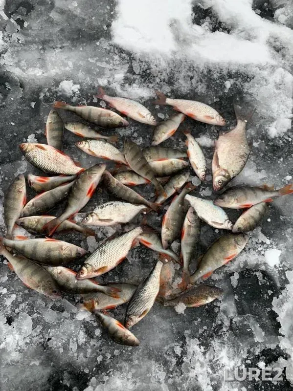 Perch, Roach — Maralka, Nov 16, 2019