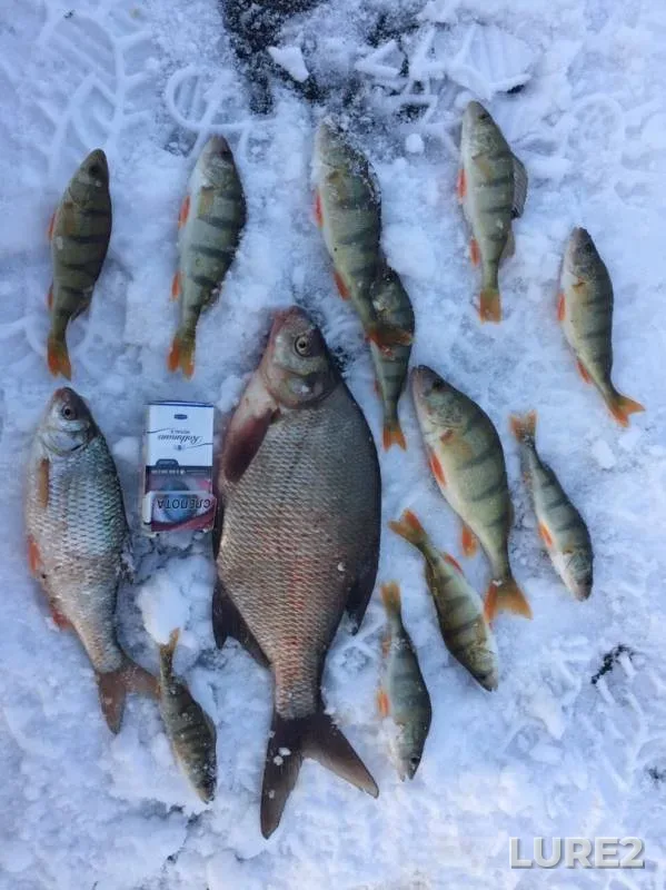 Bream, Perch — Shablish, Nov 17, 2019