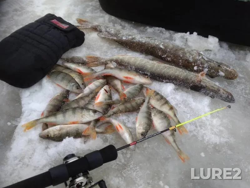 Perch, Pike — Bisertskiy, Nov 17, 2019