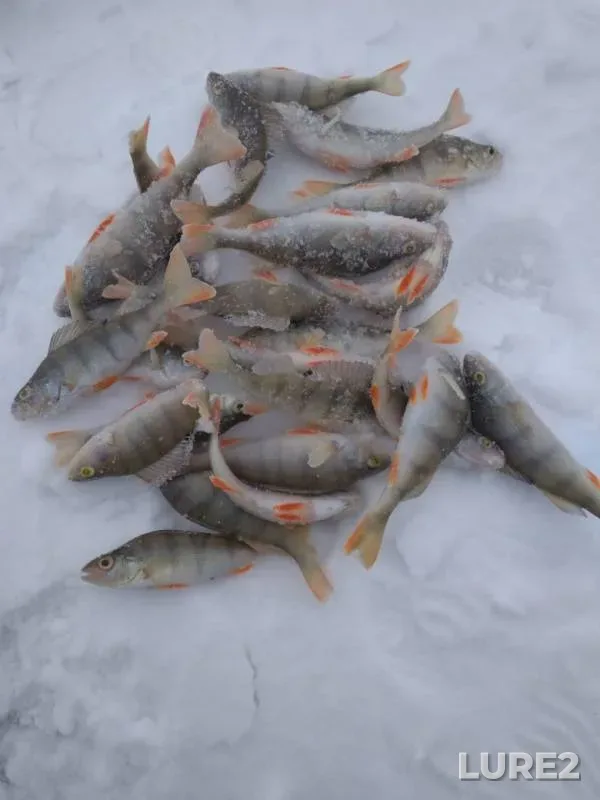 Perch, Pike — Bisertskiy, Nov 18, 2019